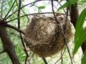 Basket_style_nest