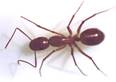 ant[1]